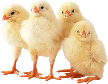 a group of small chickens standing next to each other chicks