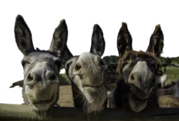 a close up of three donkeys looking at the camera