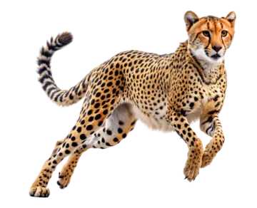 an image of a che spotted cheeta
