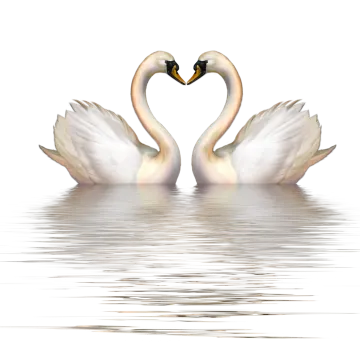 a pair of swans making a heart shape