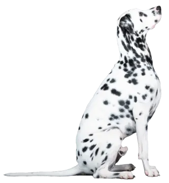 a black and white dog sitting on the ground