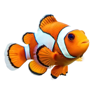 an orange and white clown fish on a white background