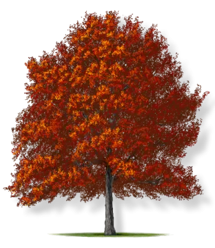 a tree with red leaves on it
