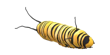 a yellow and black striped cater