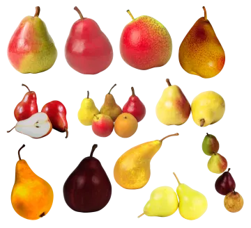 a group of different types of pears