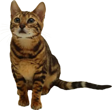 a brown and black striped cat sitting down