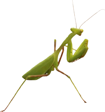 a praying mantis on a white background