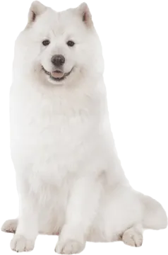 a white dog sitting down and looking at the camera