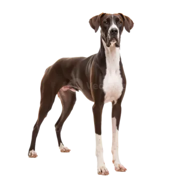 a brown and white dog standing in front of a white background