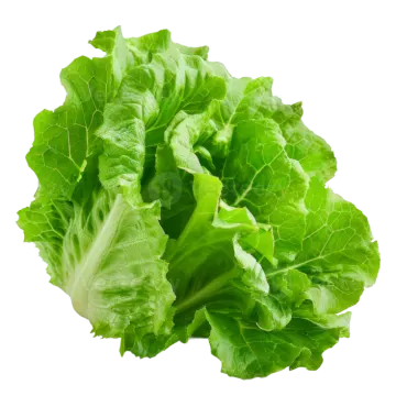 lete leaves on a white background