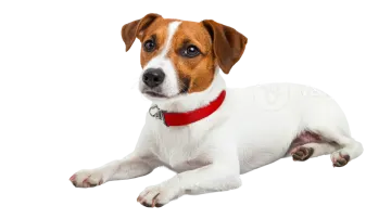 a small dog with a red collar laying down