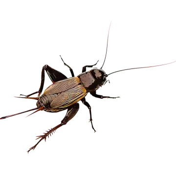 a bug on a white background