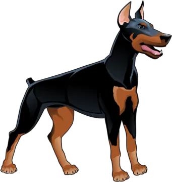 a black and tan doberman dog standing