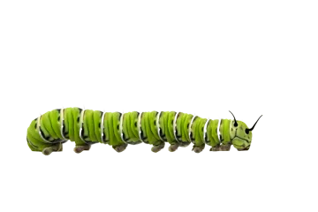 A green cater crawling on a leaf
