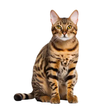 a bengal cat sitting and looking at the camera