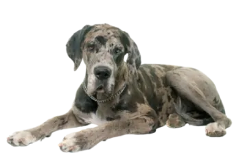 a large dog laying down on the ground