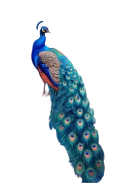 a peacock standing on top of a white background