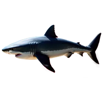 a great white shark swimming in the ocean