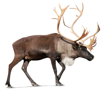 a reindeer walking across a white background