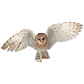 a barn owl spreads its wings