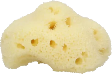 a piece of white sponge on a white background