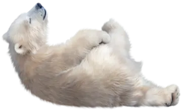a polar bear laying down on its back