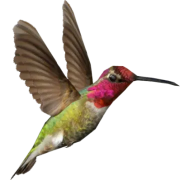 a hummingbird flying in the air with its wings spread
