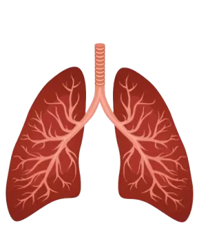 a diagram of the lungs