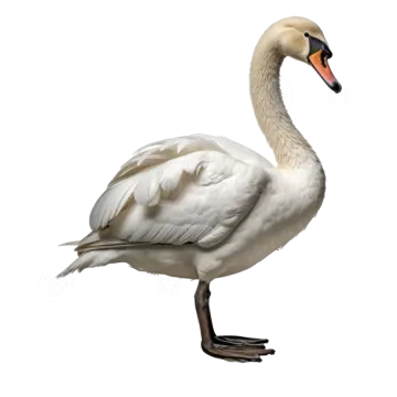 a white swan standing on its hinds