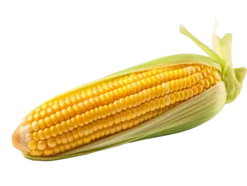 a corn on a white background