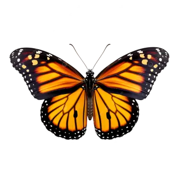 a monarch butterfly on a white background