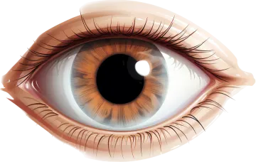 an illustration of a human eye