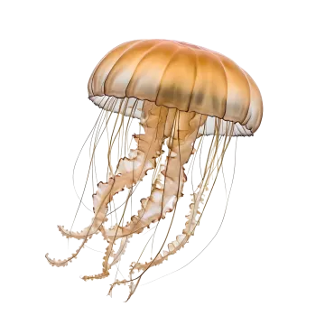 a jellyfish on a white background