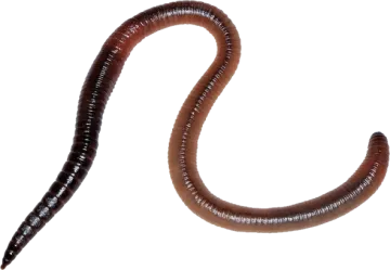 A worm on a white background