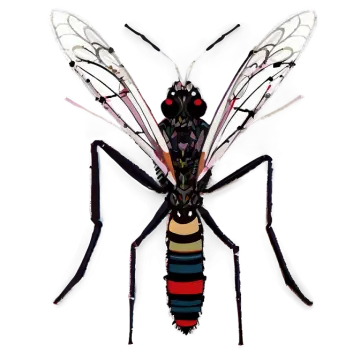 a black and white insect on a white background