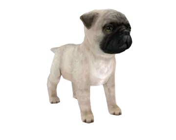 a small dog standing in front of a white background