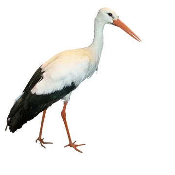 a white and black bird with a long beak