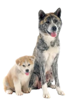 two dogs sitting next to each other dogs