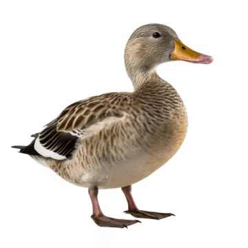 a duck standing on a white surface