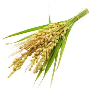 a bunch of wheat on a white background