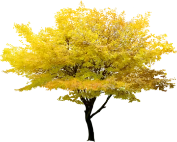 a tree with yellow leaves on it