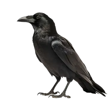 a black bird is standing on the ground