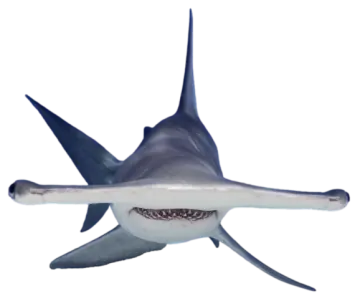 an image of a shark with its mouth open