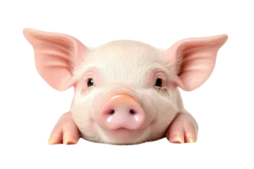 a close up of a pig's face