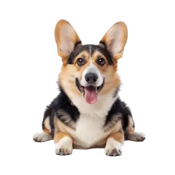 a close up of a dog with its tongue out