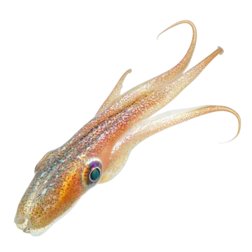 an image of a squid with long tentacles