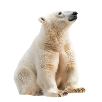 a polar bear sitting and looking up