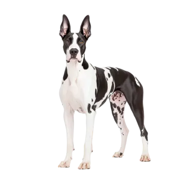 a black and white dog standing on a white background