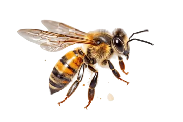 a bee on a white background