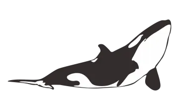 a black and white image of an orca